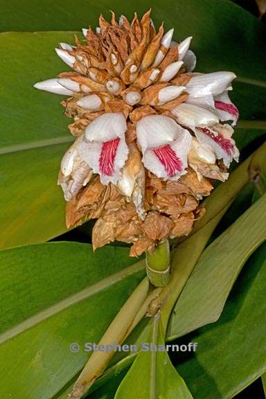 alpinia bracteata 2 graphic